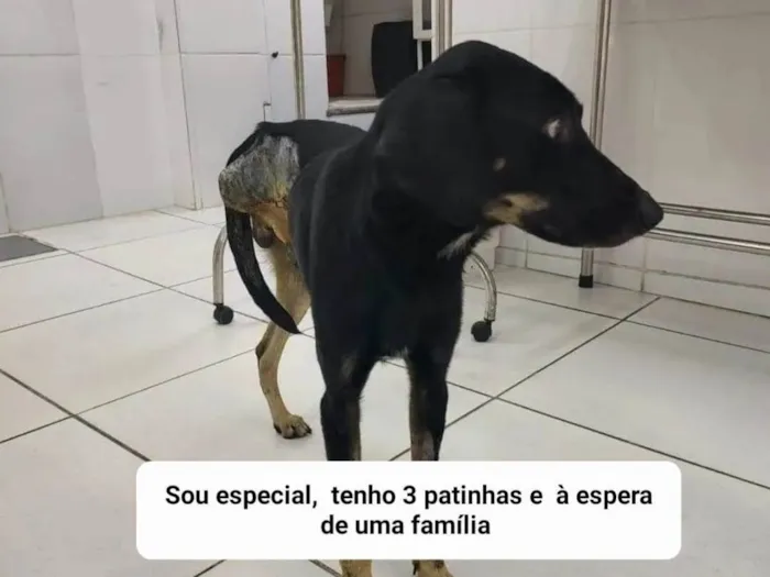 Cachorro ra a SRD-ViraLata idade 2 anos nome Guerreiro 