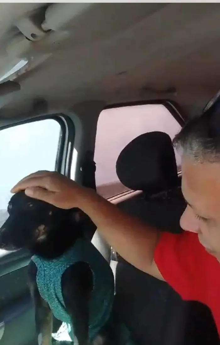 Cachorro ra a SRD-ViraLata idade 2 anos nome Guerreiro 