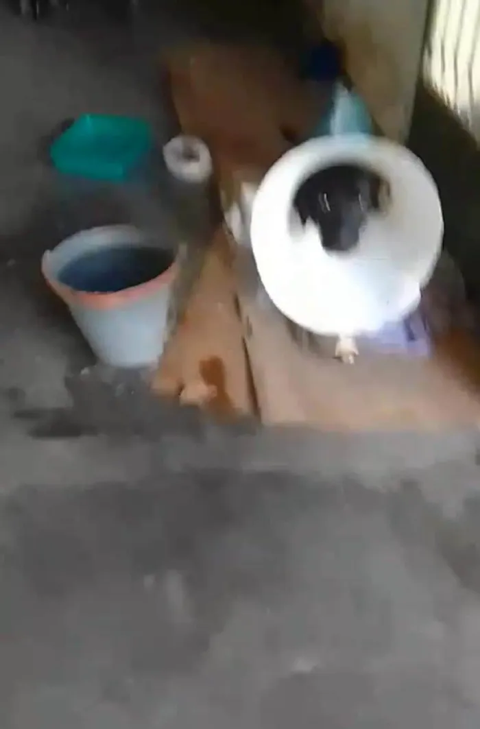 Cachorro ra a SRD-ViraLata idade 2 anos nome Guerreiro 