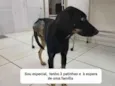 Guerreiro 