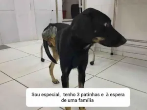 Cachorro raça SRD-ViraLata idade 2 anos nome Guerreiro 