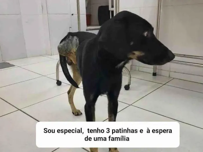 Cachorro ra a SRD-ViraLata idade 2 anos nome Guerreiro 