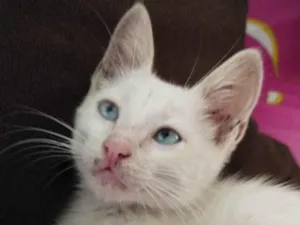 Gato raça Siamês  idade Abaixo de 2 meses nome Safira