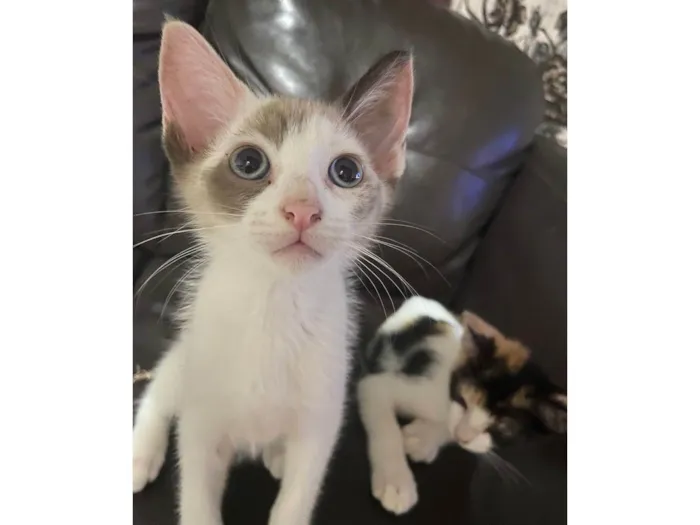 Gato ra a SRD-ViraLata idade 2 a 6 meses nome Elsa