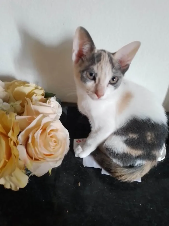 Gato ra a SRD-ViraLata idade 2 a 6 meses nome Flor