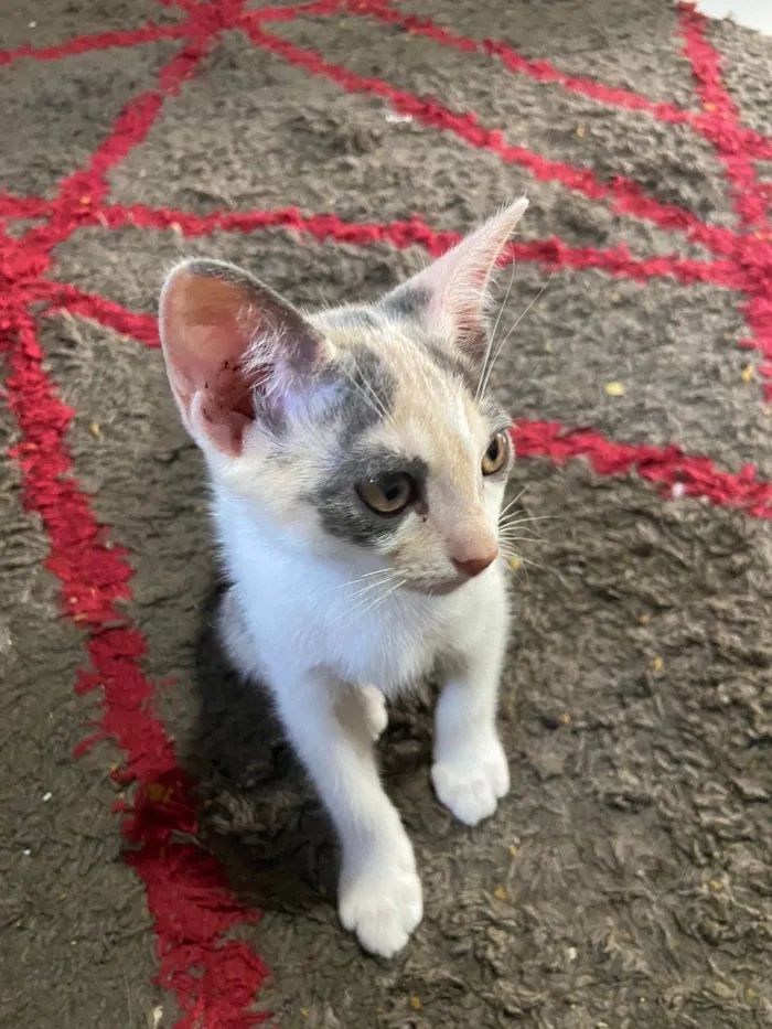 Gato ra a SRD-ViraLata idade 2 a 6 meses nome Flor