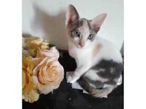 Gato raça SRD-ViraLata idade 2 a 6 meses nome Flor