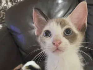 Gato raça SRD-ViraLata idade 2 a 6 meses nome Elsa