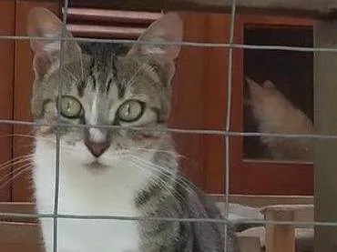 Gato ra a SRD-ViraLata idade 1 ano nome PALOMA