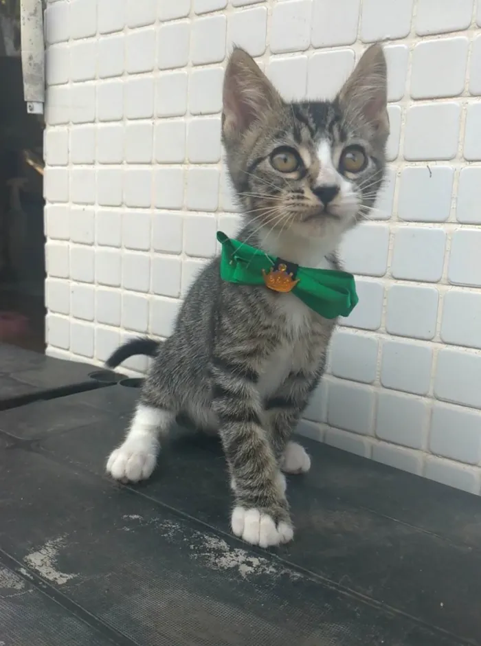 Gato ra a SRD-ViraLata idade 2 a 6 meses nome Ted