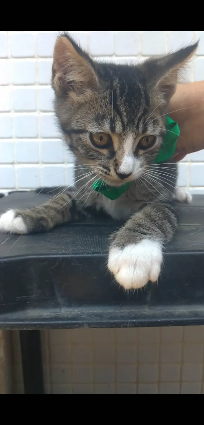 Gato ra a SRD-ViraLata idade 2 a 6 meses nome Ted