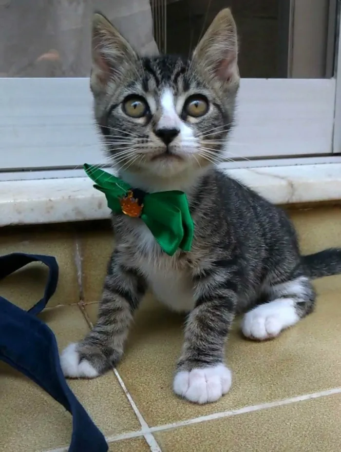 Gato ra a SRD-ViraLata idade 2 a 6 meses nome Ted