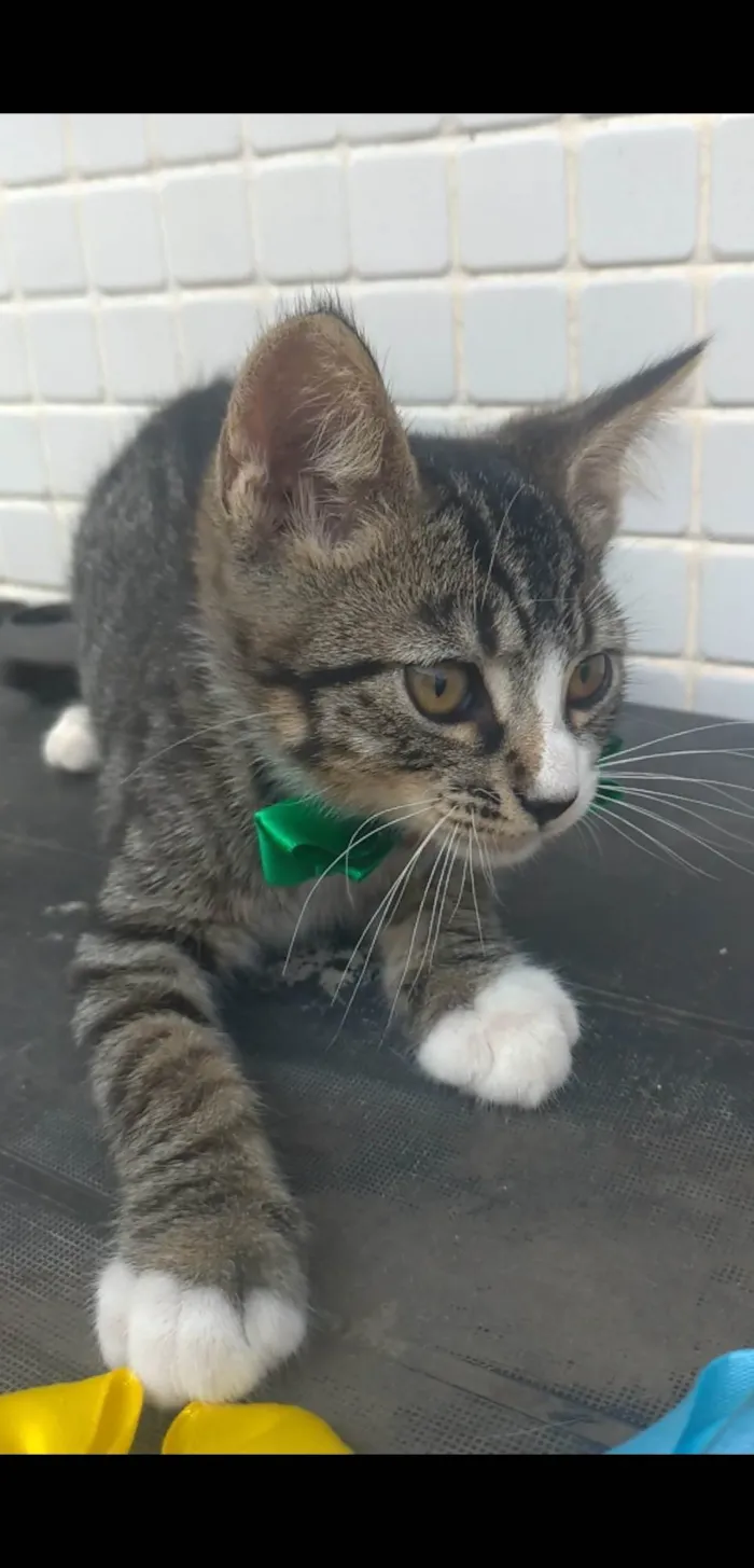 Gato ra a SRD-ViraLata idade 2 a 6 meses nome Ted