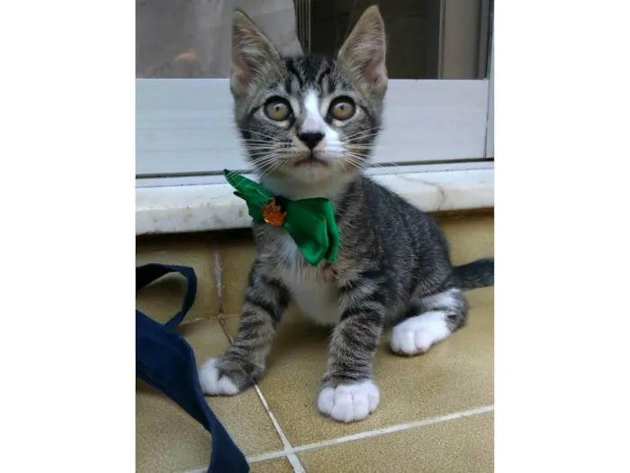 Gato ra a SRD-ViraLata idade 2 a 6 meses nome Ted