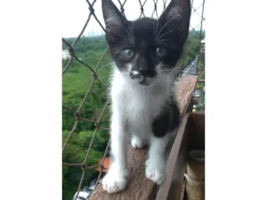 Gato raça SRD-ViraLata idade 2 a 6 meses nome Minji 