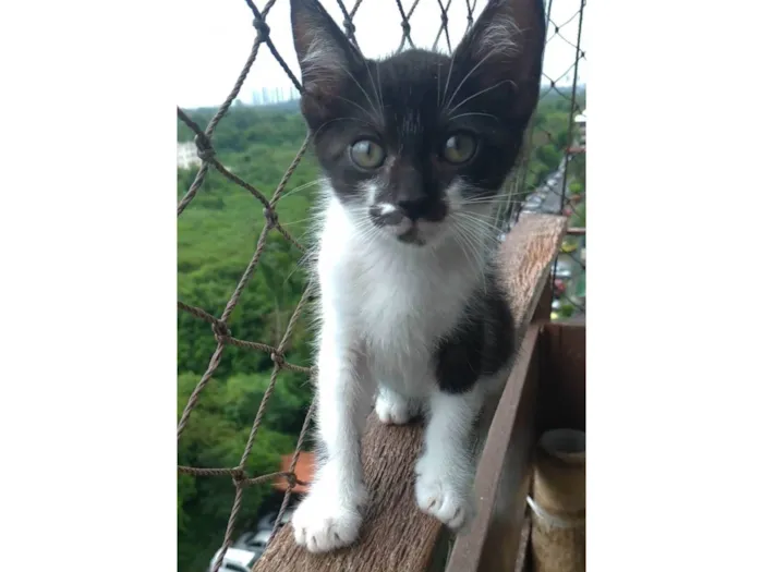 Gato ra a SRD-ViraLata idade 2 a 6 meses nome Minji 
