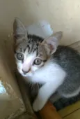 Maisa