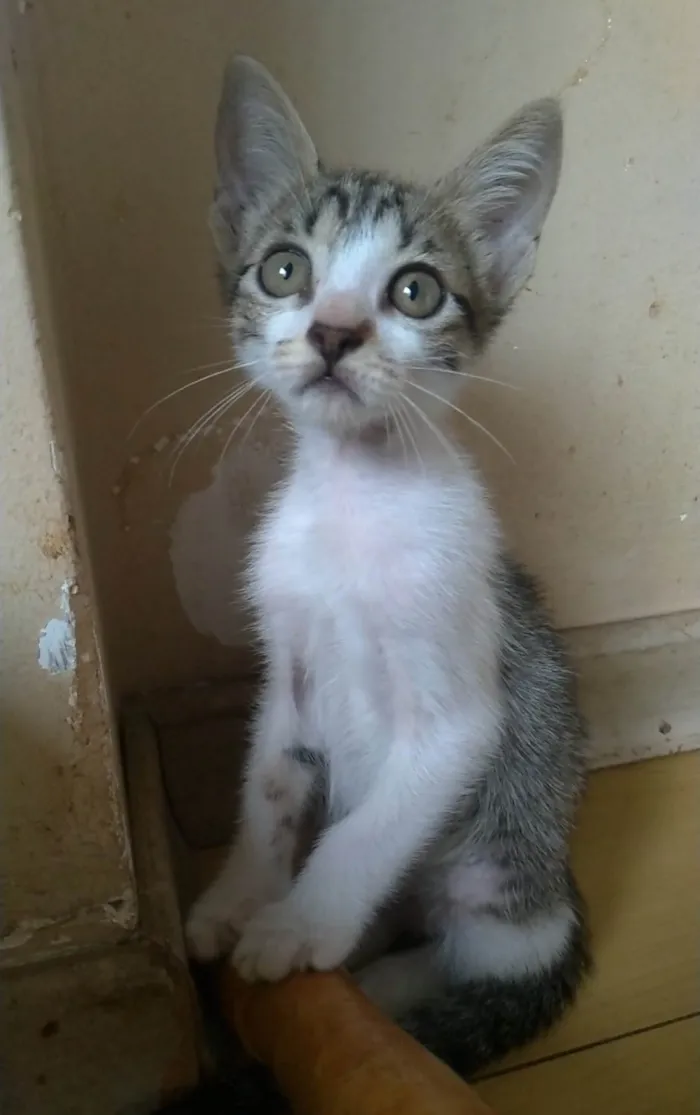 Gato ra a SRD-ViraLata idade 2 a 6 meses nome Maisa