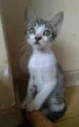 Maisa