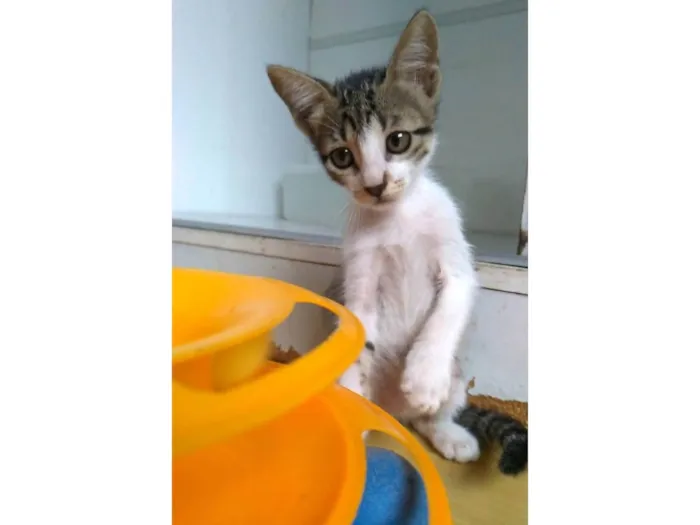 Gato ra a SRD-ViraLata idade 2 a 6 meses nome Maisa