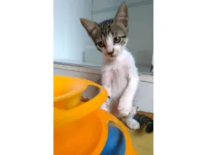 Gato raça SRD-ViraLata idade 2 a 6 meses nome Maisa