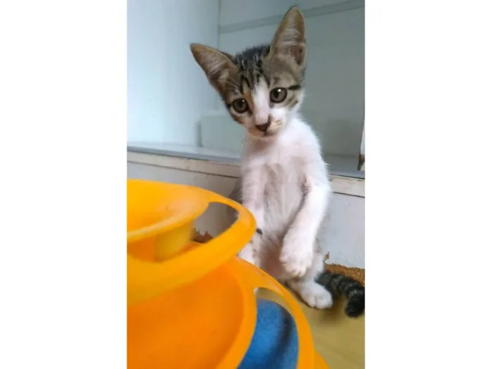 Gato ra a SRD-ViraLata idade 2 a 6 meses nome Maisa