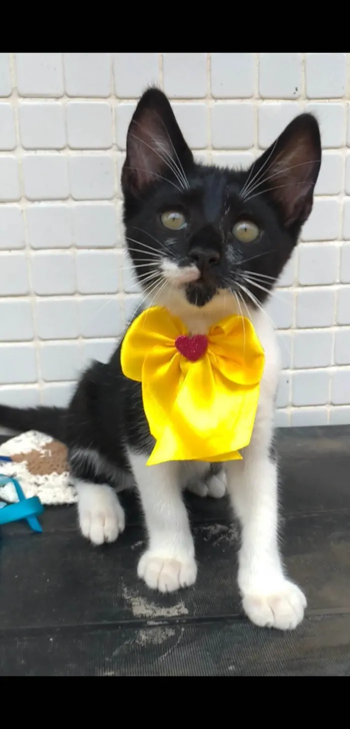 Gato ra a SRD-ViraLata idade 2 a 6 meses nome TALITA 