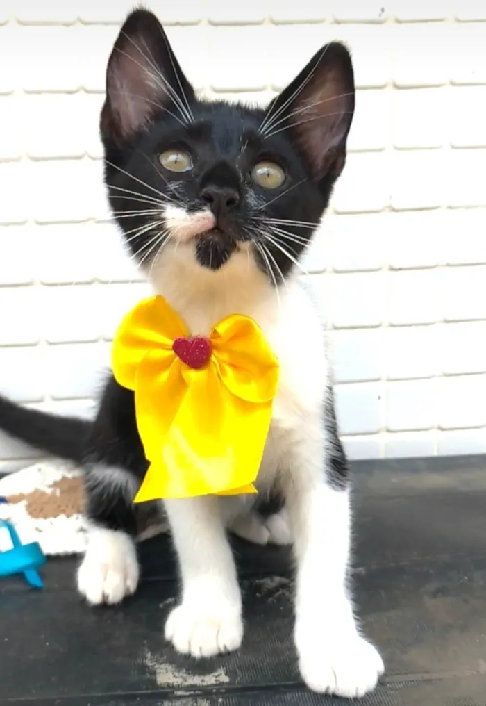 Gato ra a SRD-ViraLata idade 2 a 6 meses nome TALITA 