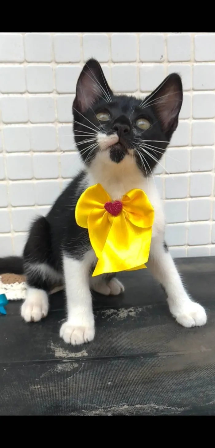Gato ra a SRD-ViraLata idade 2 a 6 meses nome TALITA 