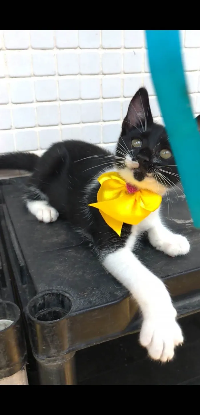 Gato ra a SRD-ViraLata idade 2 a 6 meses nome TALITA 