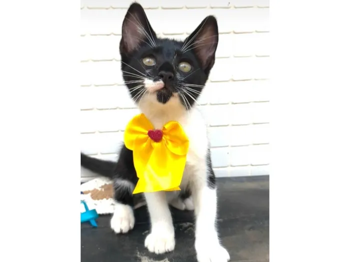 Gato ra a SRD-ViraLata idade 2 a 6 meses nome TALITA 