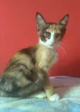 Amy