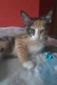 Amy