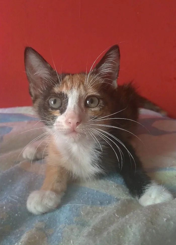 Gato ra a SRD-ViraLata idade 2 a 6 meses nome Amy
