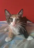 Amy