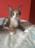Amy