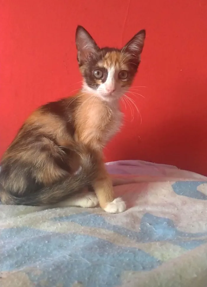 Gato ra a SRD-ViraLata idade 2 a 6 meses nome Amy