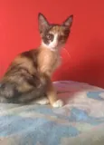Amy