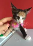 Amy