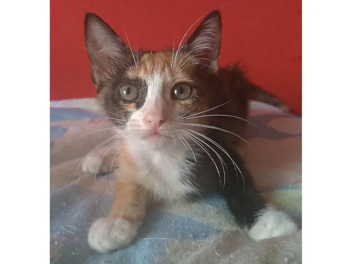 Gato ra a SRD-ViraLata idade 2 a 6 meses nome Amy