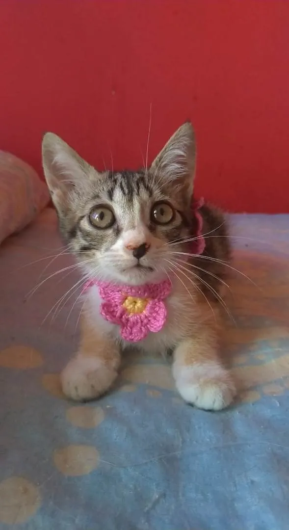 Gato ra a SRD-ViraLata idade 2 a 6 meses nome Amora