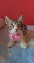 Amora