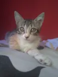 Amora