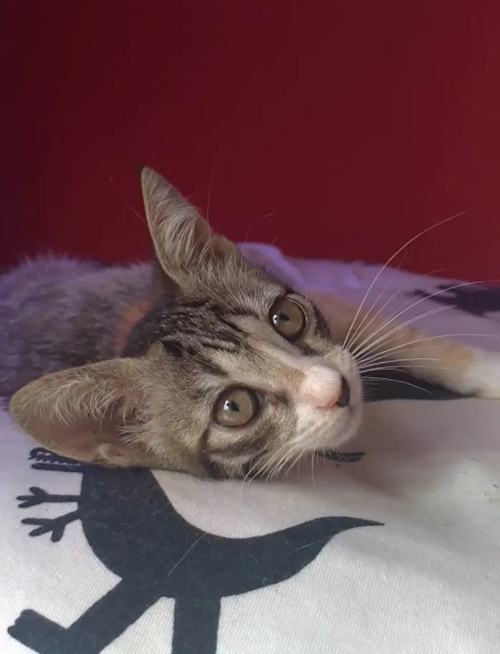 Gato ra a SRD-ViraLata idade 2 a 6 meses nome Amora