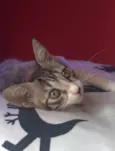 Amora