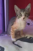 Amora