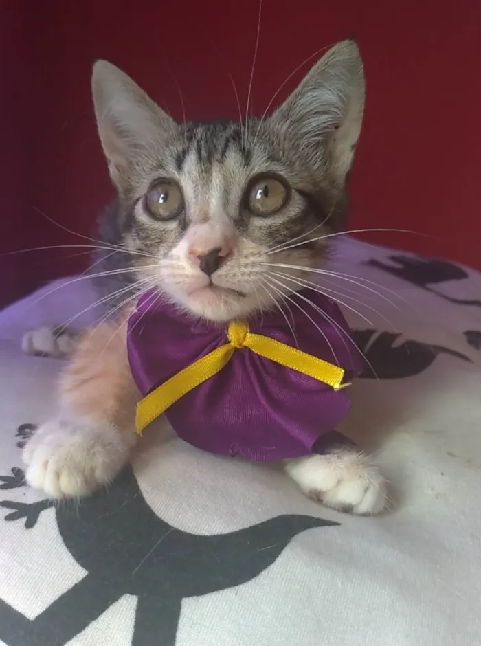 Gato ra a SRD-ViraLata idade 2 a 6 meses nome Amora