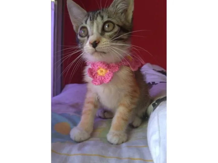 Gato ra a SRD-ViraLata idade 2 a 6 meses nome Amora