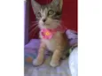 Amora