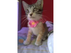 Gato raça SRD-ViraLata idade 2 a 6 meses nome Amora